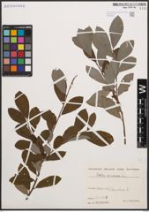 Foto von Salix cinerea L.